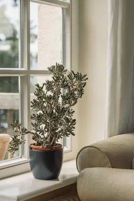 a potted plant sitting on a window sill next to a chair at Gasthof Kohlern 1130 m in Bolzano