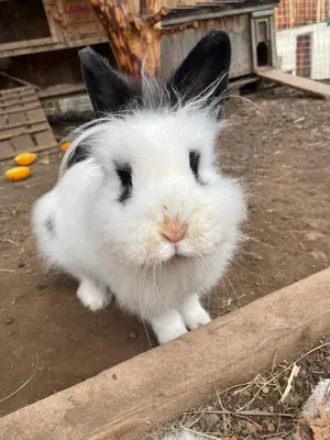 a white rabbit with black ears sitting on the ground at Jausenstation Moar in Funes