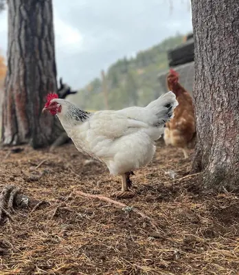 a group of chickens standing next to a tree at Jausenstation Moar in Funes