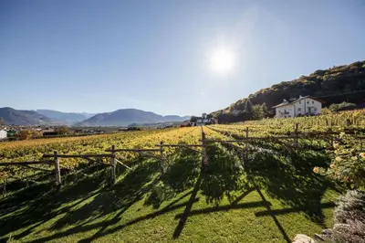 a vineyard in a field with the sun in the background at Weingut Donà in Appiano sulla Strada del Vino