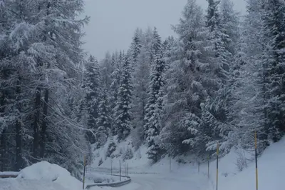 a group of trees with snow on them at Hotel Bellavista in Canazei