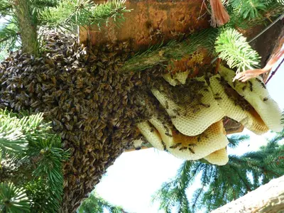 a swarm of bees hanging from a tree at APIPURA hotel rinner in Soprabolzano