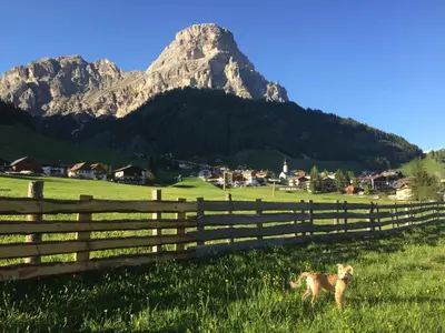 a dog standing in a field with a fence and a mountain at Residence Ciasa Dl Mone in Colfosco