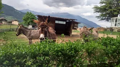 three donkeys are standing in front of a building at Dillerhof in Laion