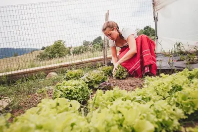 a woman is planting lettuce in a garden at Agriturismo Maso Corradini in Castello di Fiemme