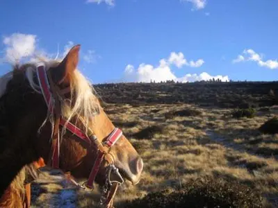 a brown horse is standing in a field at Reiterhof Edelweiss in San Genesio Atesino