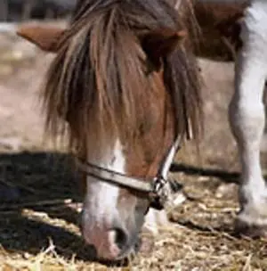 a brown and white horse eating some hay at Reiterhof Edelweiss in San Genesio Atesino