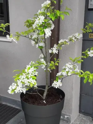 a plant with white flowers in a black pot at Hotel Zum Tiroler Adler in Tirolo