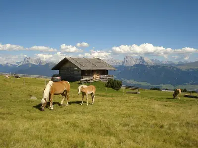 two horses grazing in a field in front of a barn at Tschörlerhof in Barbiano
