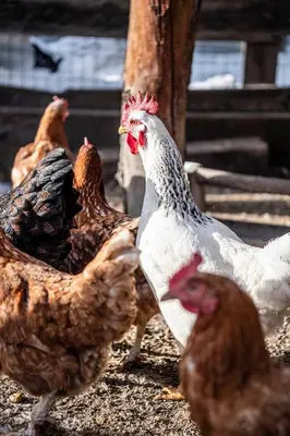 a group of chickens standing around in a barn at Christlrumerhof in Brunico