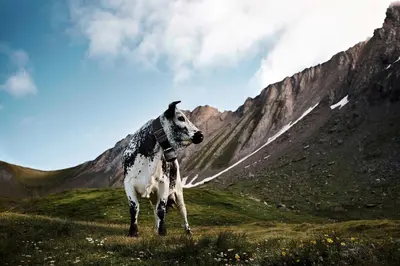 a cow standing in a field near a mountain at Christlrumerhof in Brunico