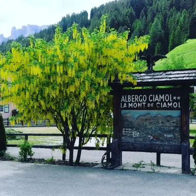a tree with yellow leaves next to a sign at Hotel Ciamol in Mazzin