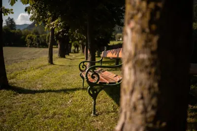 a park bench sitting in the grass next to a tree at Hotel Gasthaus Post in Campo di Trens