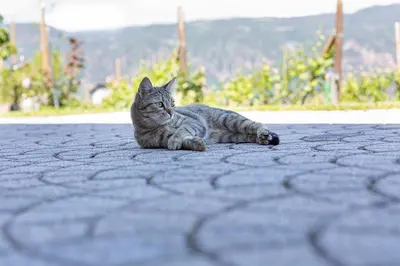 a gray cat laying on the ground on a cob at Egarter in Appiano sulla Strada del Vino