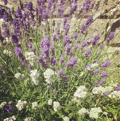 a bunch of purple and white flowers in a garden at Kreuzstein Bed&Breakfast in Appiano sulla Strada del Vino