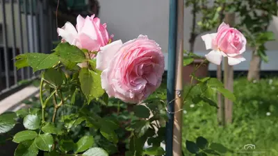 a group of pink roses in a garden at Kreuzstein Bed&Breakfast in Appiano sulla Strada del Vino