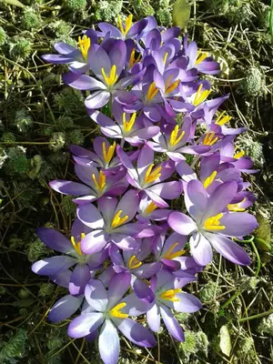 a bunch of purple and yellow flowers on the ground at Apartments Kranebitt in Eggen