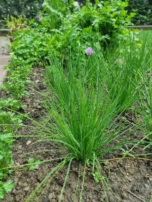 a plant in the middle of a garden at Haus Hofer *** in Andrian