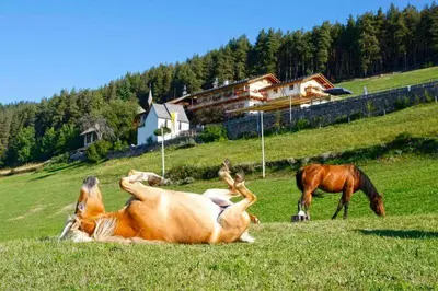 a group of horses laying in a grass field at Gasthaus Bad Siess in Longomoso