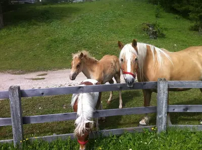 a couple of horses standing next to a fence at B&B La Tranquillitè in Corvara in Badia