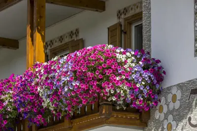 a window box filled with flowers on a building at Garni Jasmin in San Cassiano