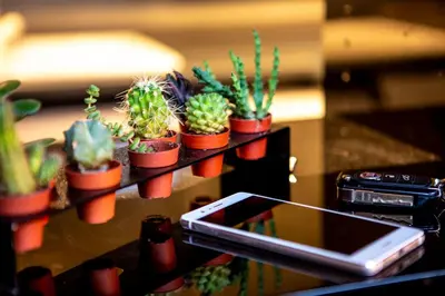 a table with a bunch of cactus plants on it at EDO in Campitello di Fassa