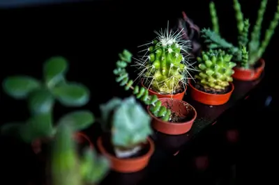 a row of cactus plants sitting on a shelf at EDO in Campitello di Fassa