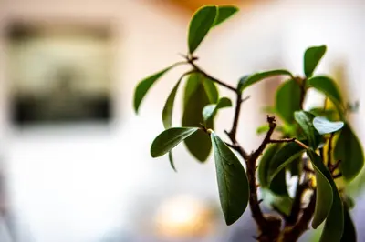 a close up of a plant with green leaves at EDO in Campitello di Fassa