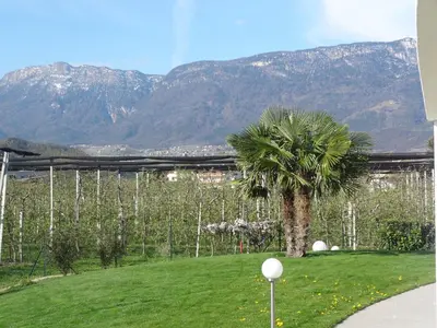 a palm tree in a field with mountains in the background at Apartments Klotz in Bolzano