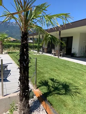 a palm tree in the middle of a yard at Apartments Klotz in Bolzano