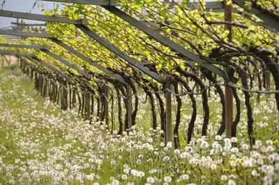 a vineyard in a field with mountains in the background at Weinberghof in Termeno