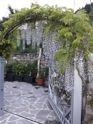 an arbor with white wisteria hanging over a patio at ATL AGRITURISMO in Salorno sulla Strada del Vino