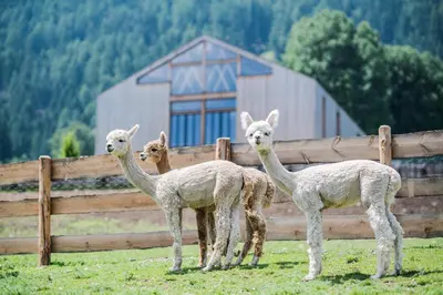 three llamas standing next to a wooden fence at Hotel Lanerhof active/spa/balance in San Lorenzo di Sebato