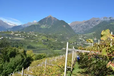a view of a vineyard with mountains in the background at Zimmervermietung Gröberhof in Schenna