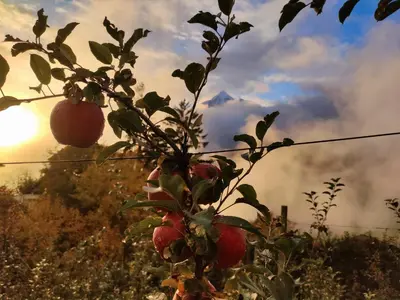 a branch of an apple tree with apples on it at Zimmervermietung Gröberhof in Schenna