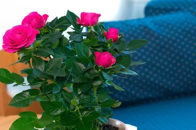 a bouquet of pink roses in a vase next to a couch at Residence Barbara in Colfosco