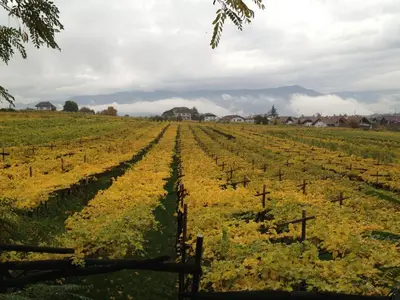 a farm field with a fence and yellow flowers at Ansitz Jenner in Appiano sulla Strada del Vino