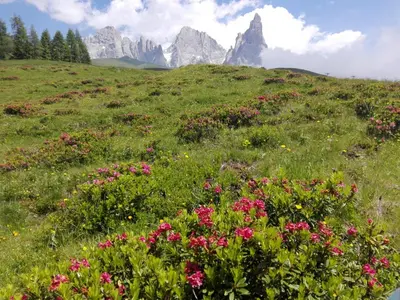 a field of flowers with mountains in the background at Affittacamere Villa Sole in Fiera di Primiero