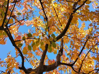 a tree with autumn leaves on it at Appartment Maria in Schenna