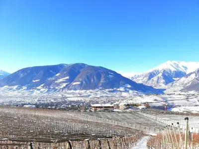 a vineyard with snow covered mountains in the background at Feldhof Schenna in Schenna