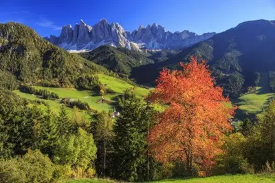 a red tree in a field with mountains in the background at Gasthof Teiser Stern in Funes