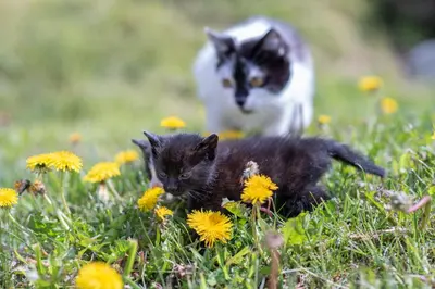 two cats are sitting in the grass with dandelions at Nussbaumerhof in Bressanone