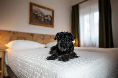 a black dog sitting on top of a bed at Hotel Panda Cortina- ricarica auto elettriche in Cortina dʼAmpezzo