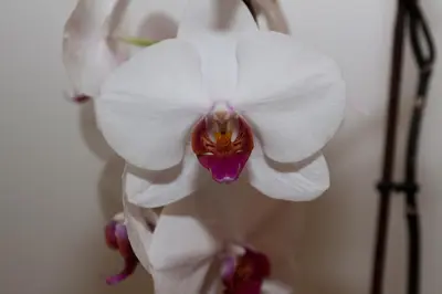 a close up of a white orchid flower at Villa Tanja in Castelrotto