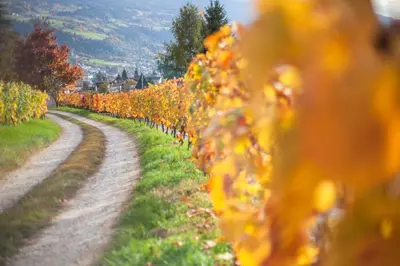 a row of vineyards on a dirt road at Appartements Mayrhof in Bressanone