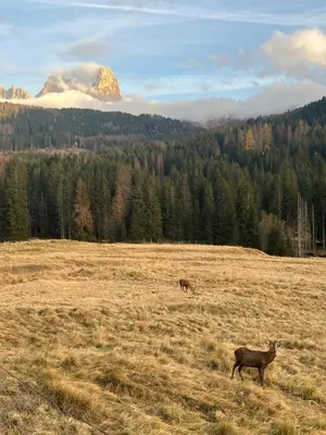 two animals in a field with a mountain in the background at Castel Madonna in San Martino di Castrozza
