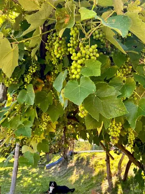 a black and white dog sitting under a bunch of grapes at Gasserhof in Barbiano