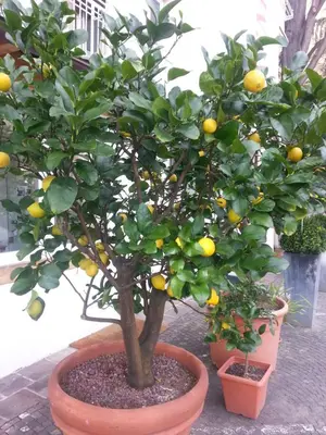a lemon tree with oranges on it in a pot at Hotel Jasmin in Merano