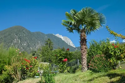 a palm tree in a garden with mountains in the background at Landhaus Weger in Merano
