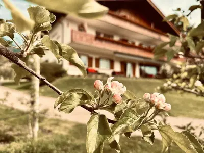 a tree with pink flowers in front of a house at Residence Neuhäuslhof in Merano